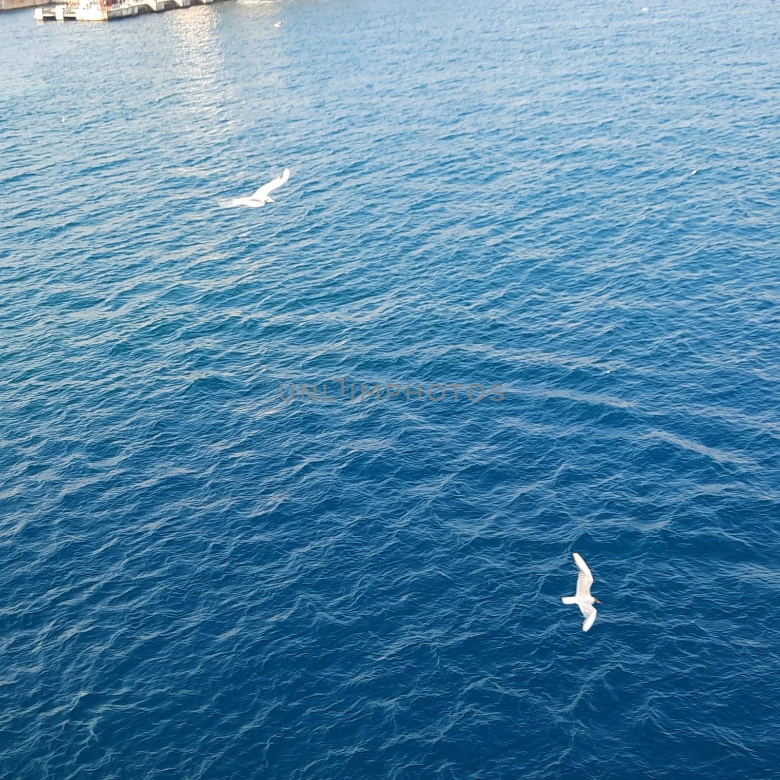 Background of beautiful calm sea and blue skies with seagulls. Aerial view of Seagull bird flying in motion over the Sea or ocean turquoise water with foam background or texture. Wallpaper concept on a fine winter morning with white seagulls in a natural environment flying over the blue sea as it chases fish to eat. by Costin