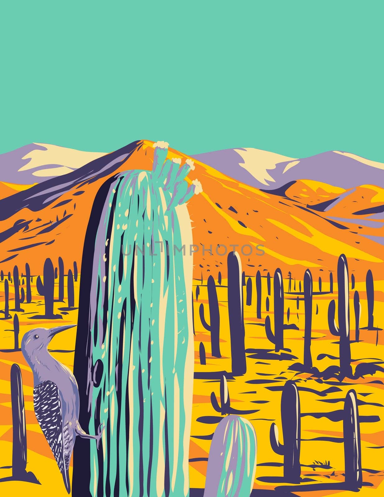 WPA poster art of a Gila woodpecker or Melanerpes uropygialis in Saguaro National Park located in Pima County, southeastern Arizona United States of America done in works project administration.