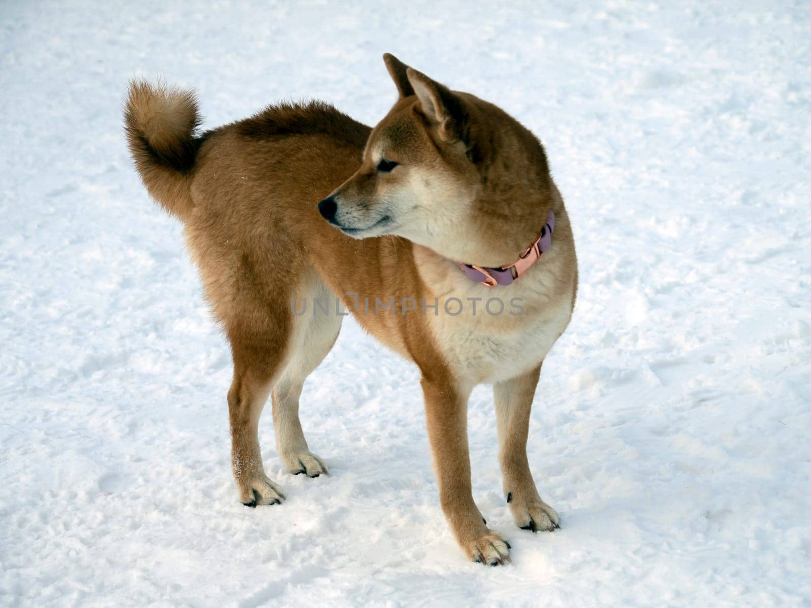 Japanese red coat dog is in winter forest. Portrait of beautiful Shiba inu male standing in the forest on the snow and trees background. High quality photo. Walk in winter