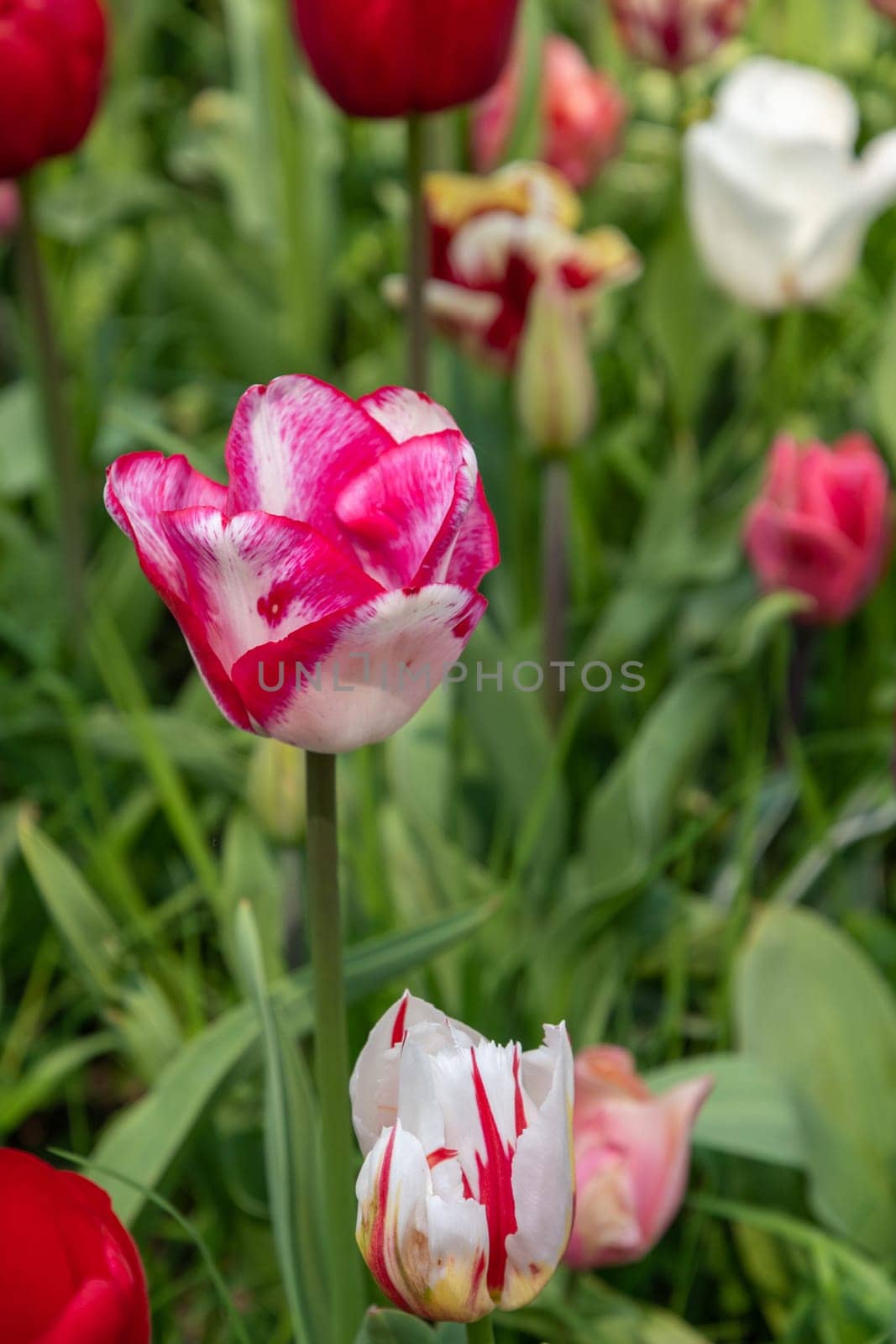 spring flower beds of blooming colorful pink purple tulips in a large park, High quality photo