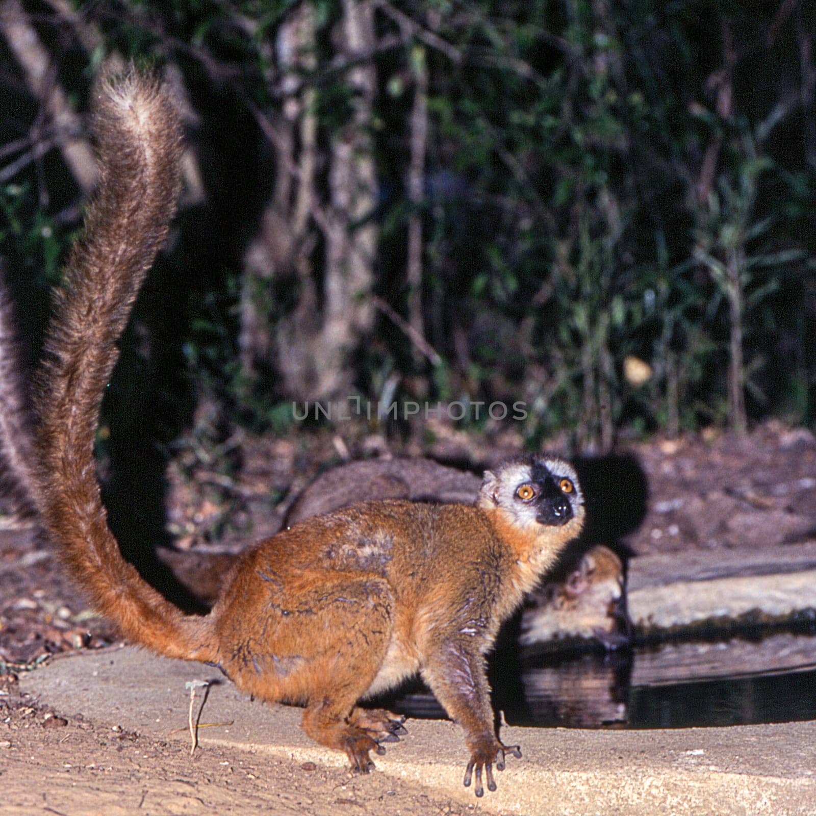 Red-Fronted Brown Lemur (Eulemur fulvus rufus),  Berenty Private Reserve, Anosy, Madagascar