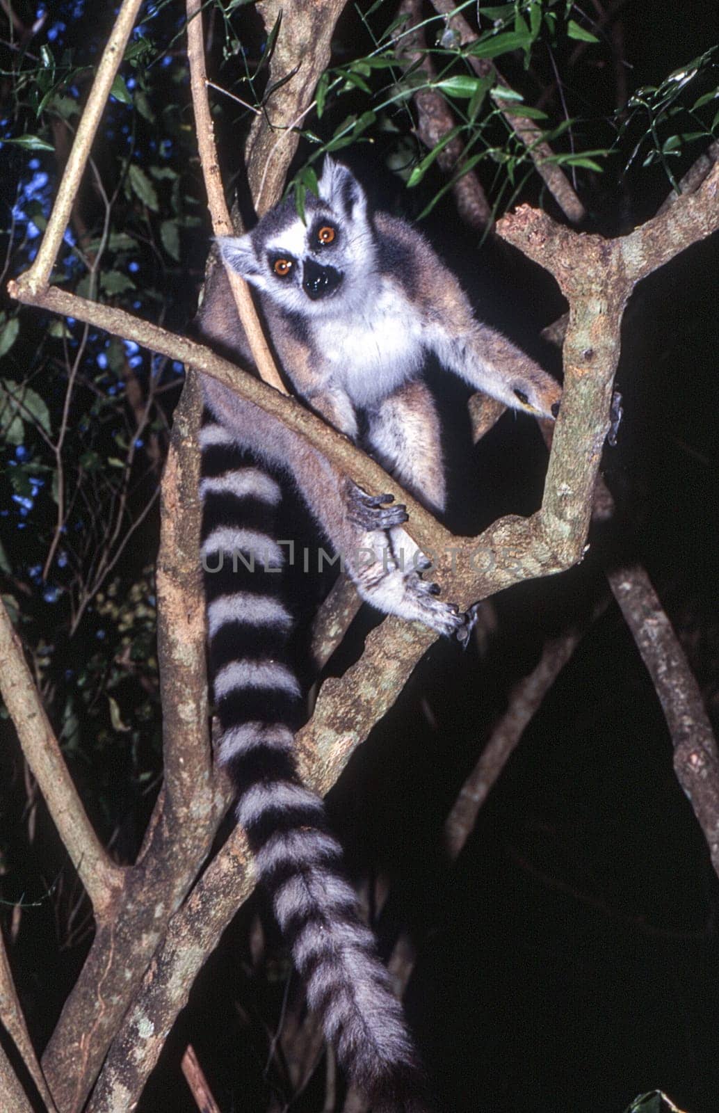 Ring-Tailed Lemur by Giamplume