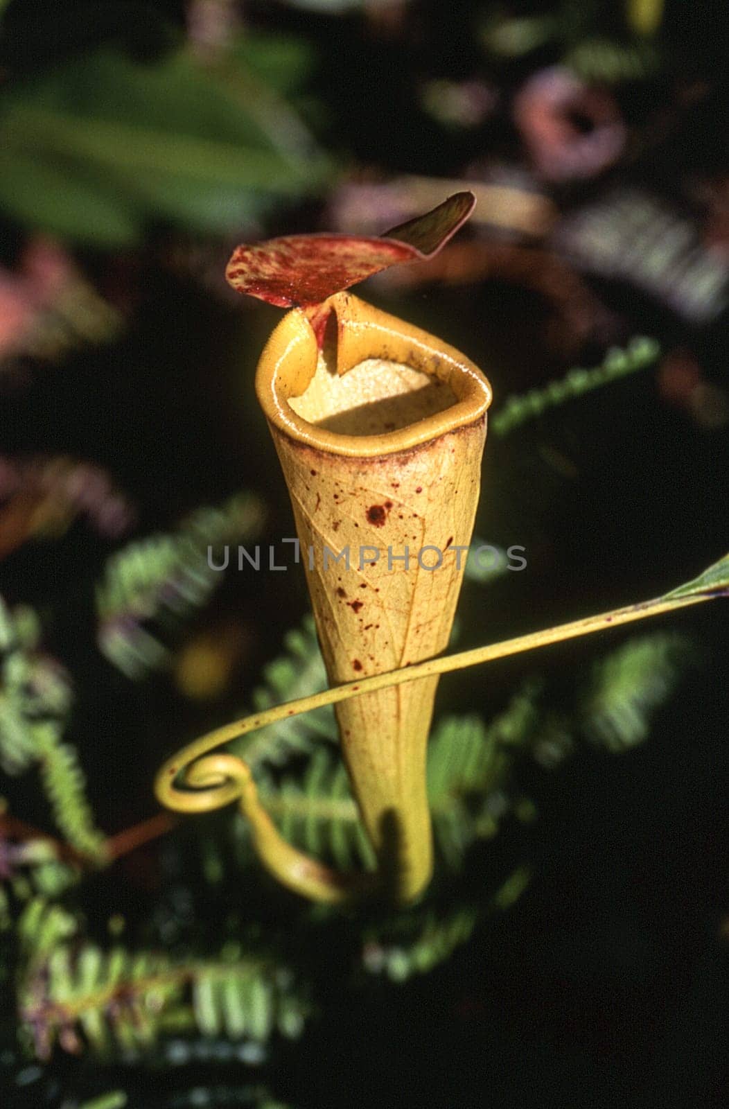Madagascar pitcher plant (Nepenthes madagascariensis), Taolagnaro, Anosy, Madagascar, Africa