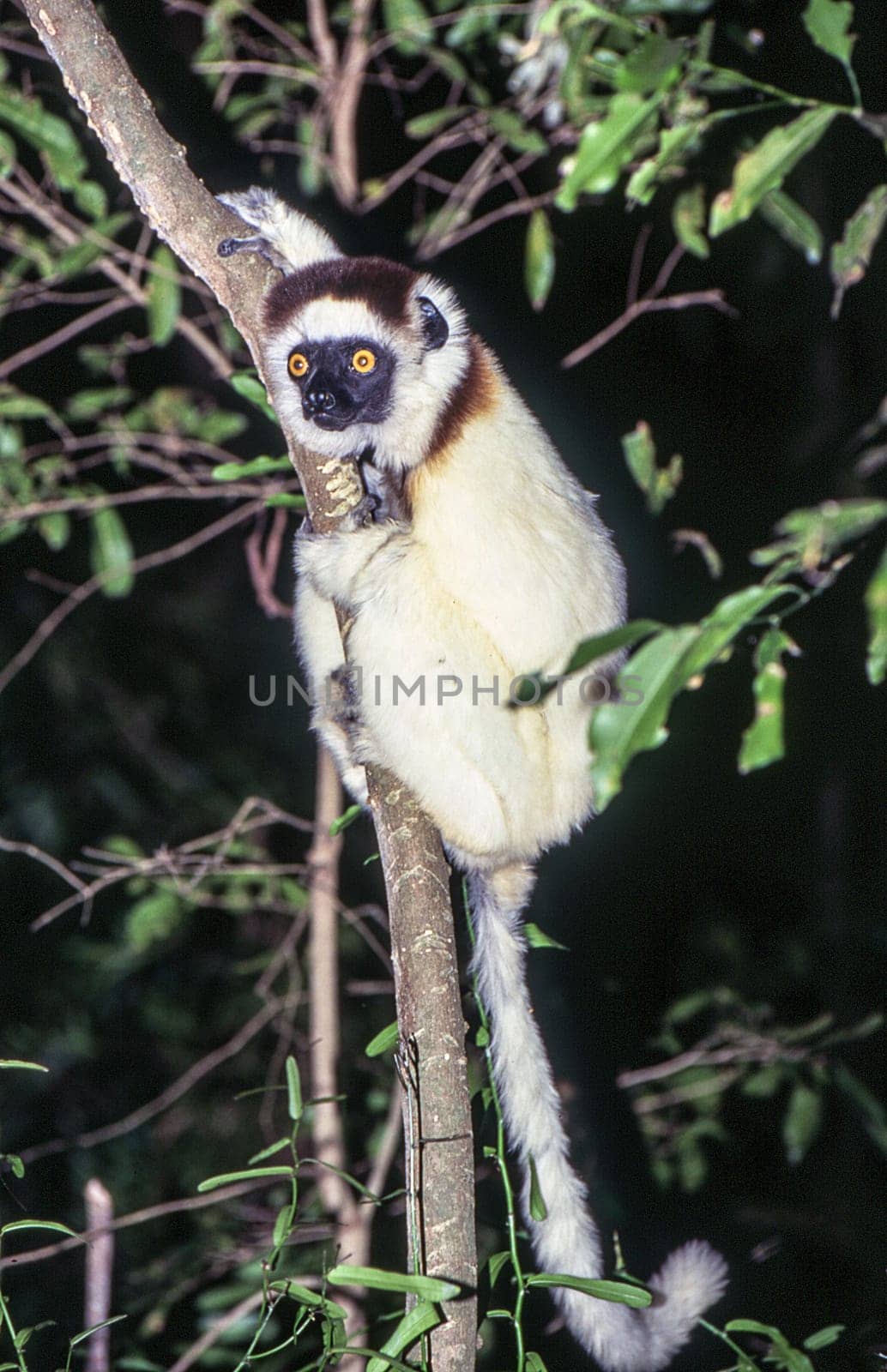 Verreaux's Sifaka Lemur, (Propithecus verreauxi), Berenty Private Reserve, Anosy, Madagascar
