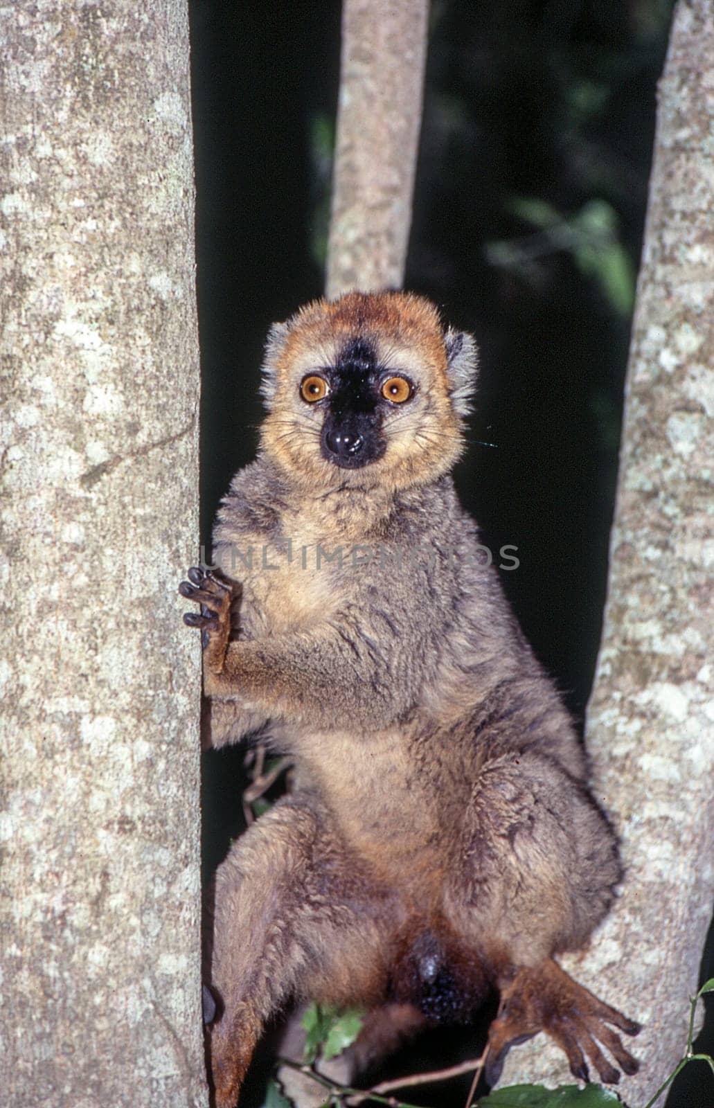 Red-Fronted Brown Lemur (Eulemur fulvus rufus),  Berenty Private Reserve, Anosy, Madagascar