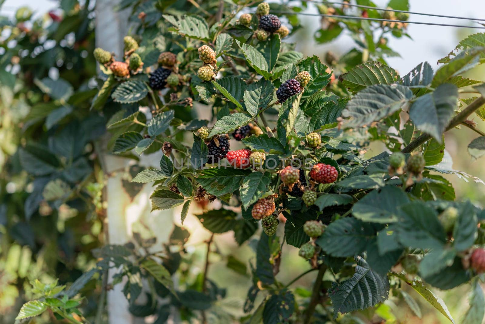 Organic fresh blackberries fruit growing in the green garden