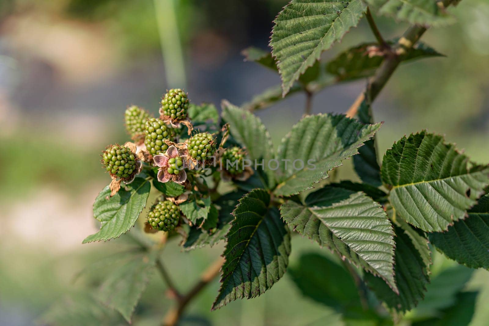 unripe blackberries on a bush by rakratchada