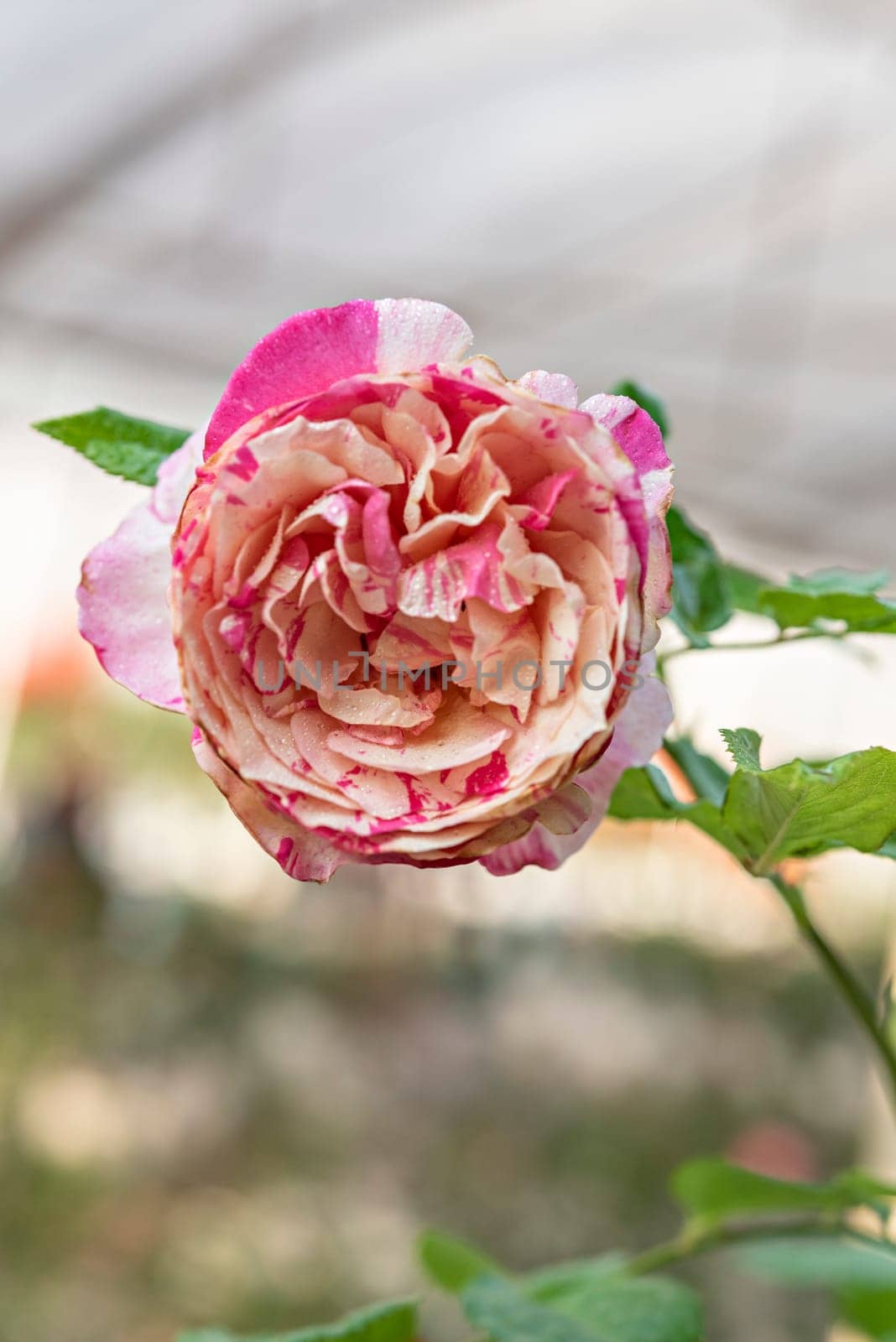 Close up of beautiful fresh pink rose flower in green garden