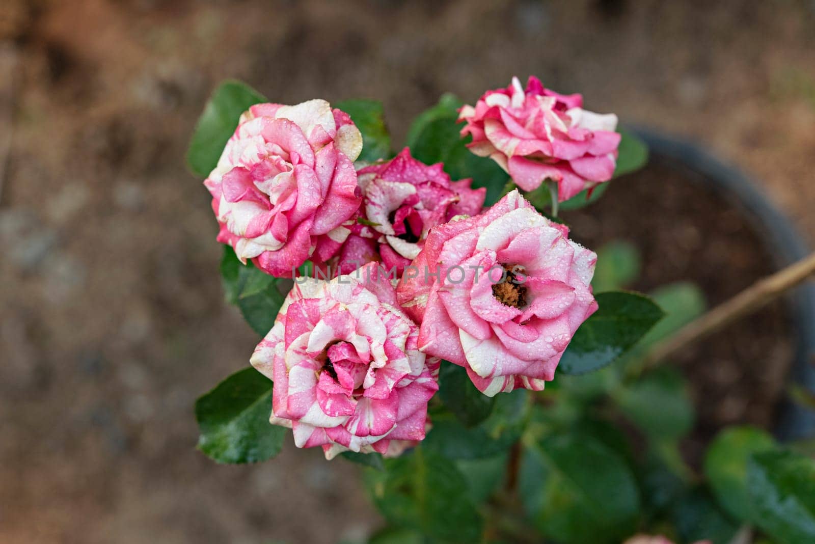 Close up of beautiful fresh pink rose flower in green garden