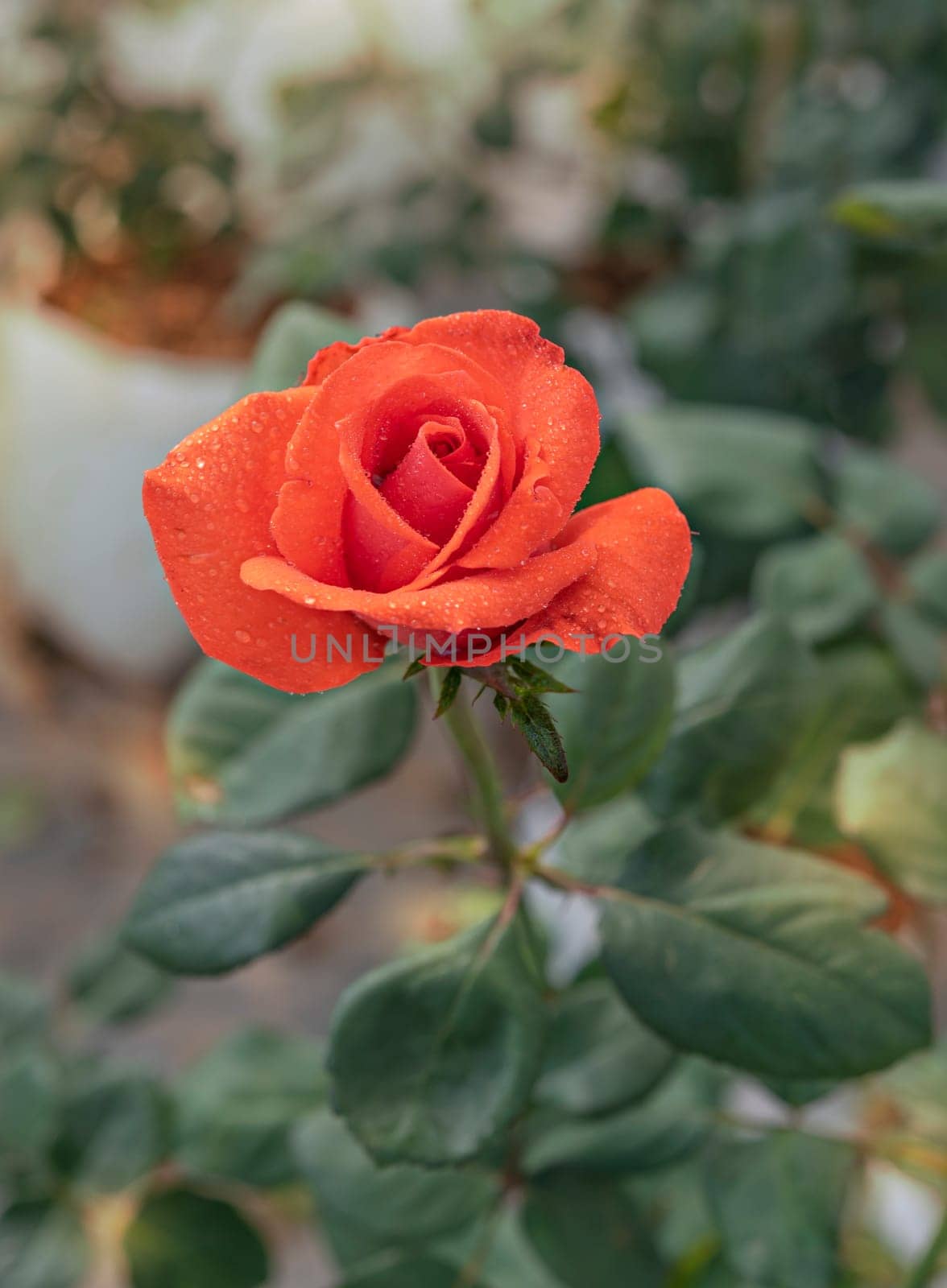 Close up of beautiful fresh red rose flower in green garden