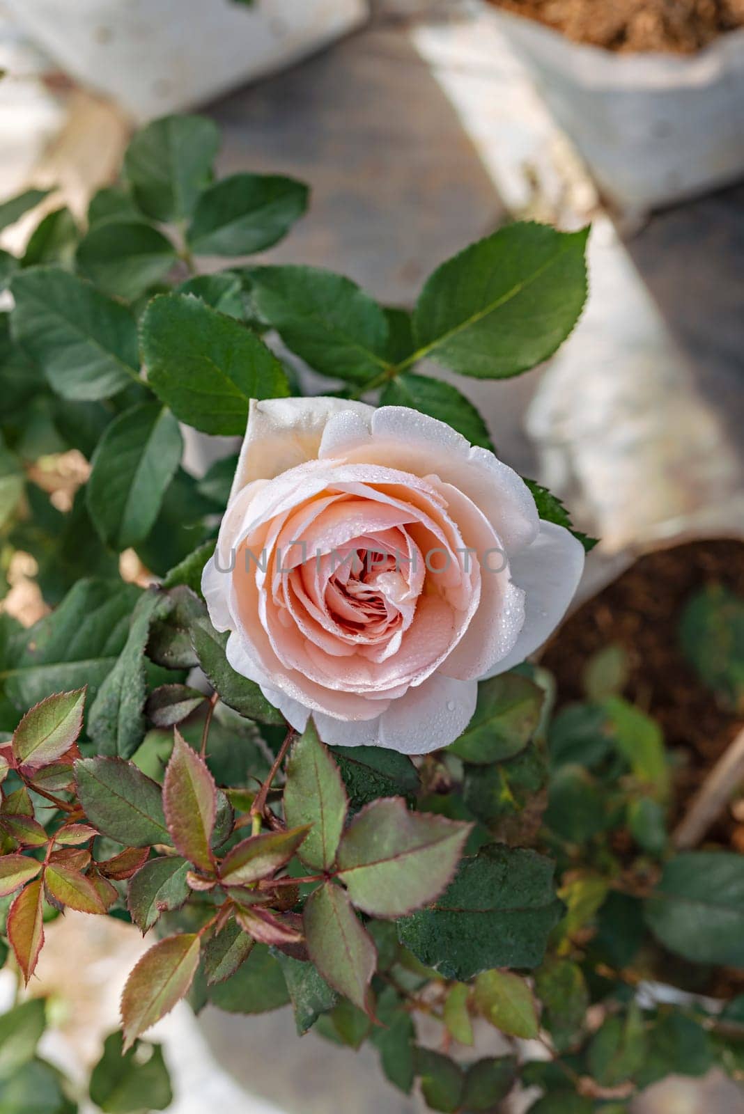 fresh rose flower in a garden by rakratchada