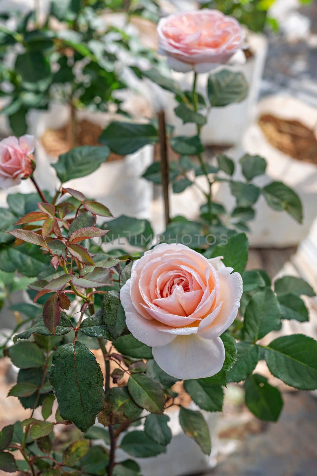 Close up of beautiful fresh rose flower in green garden