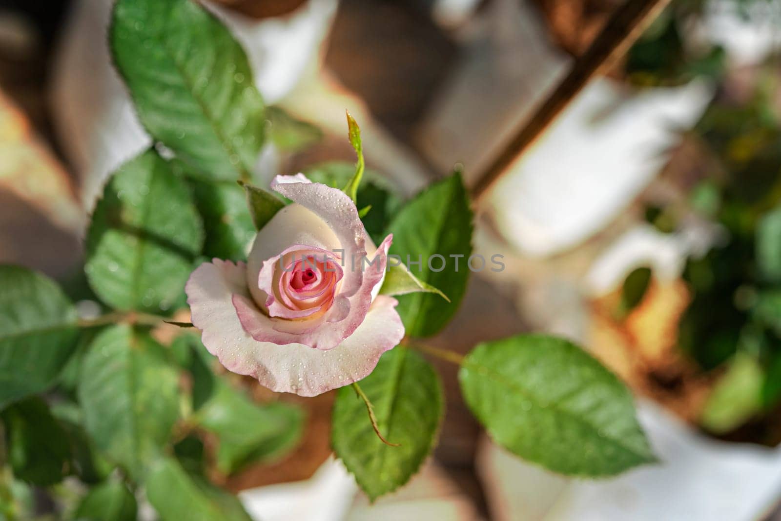 Close up of beautiful fresh rose flower in green garden