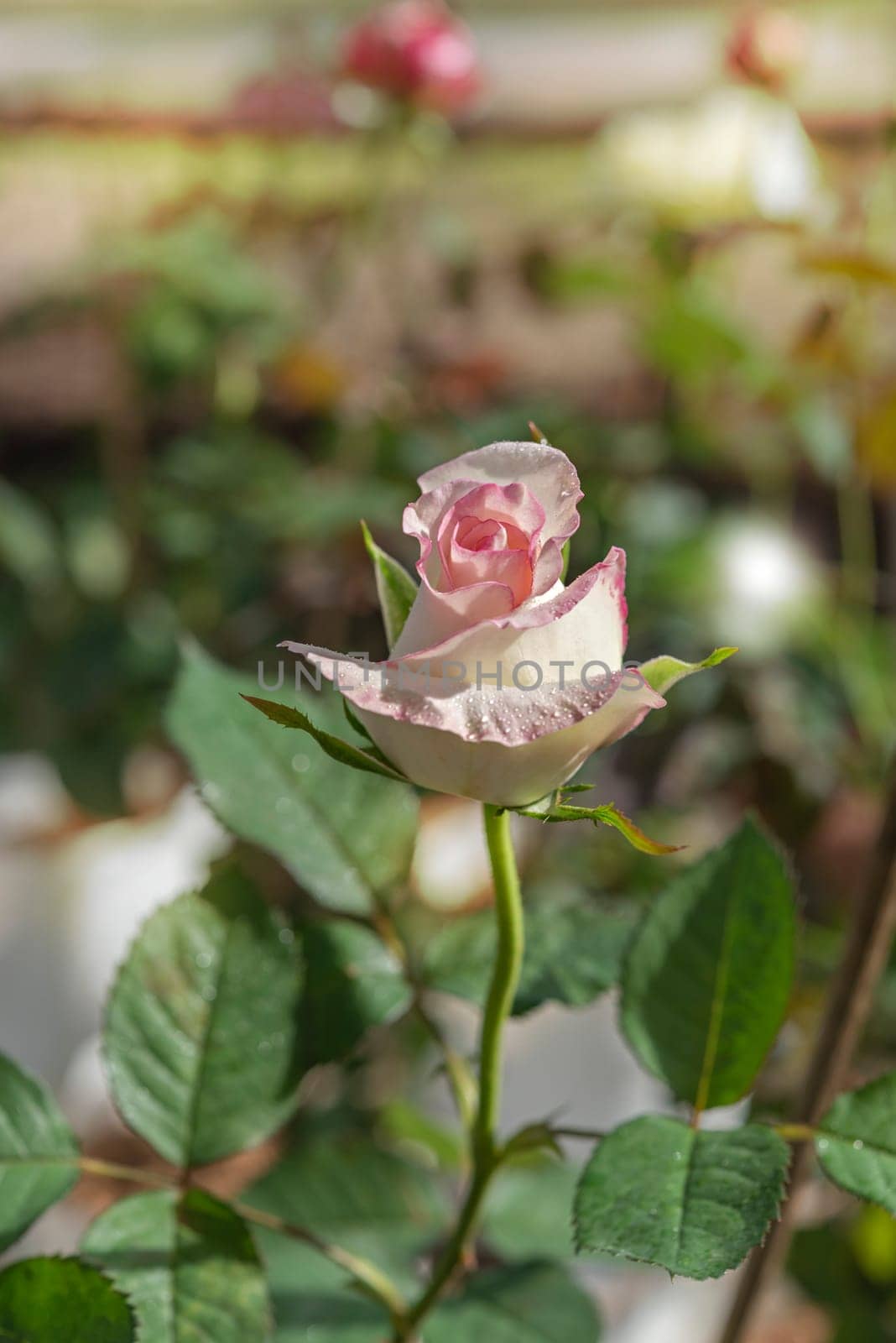 Close up of beautiful fresh rose flower in green garden