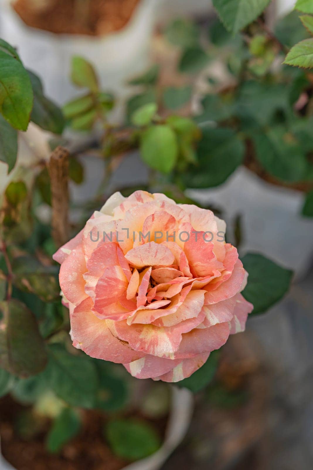 Close up of beautiful fresh rose flower in green garden
