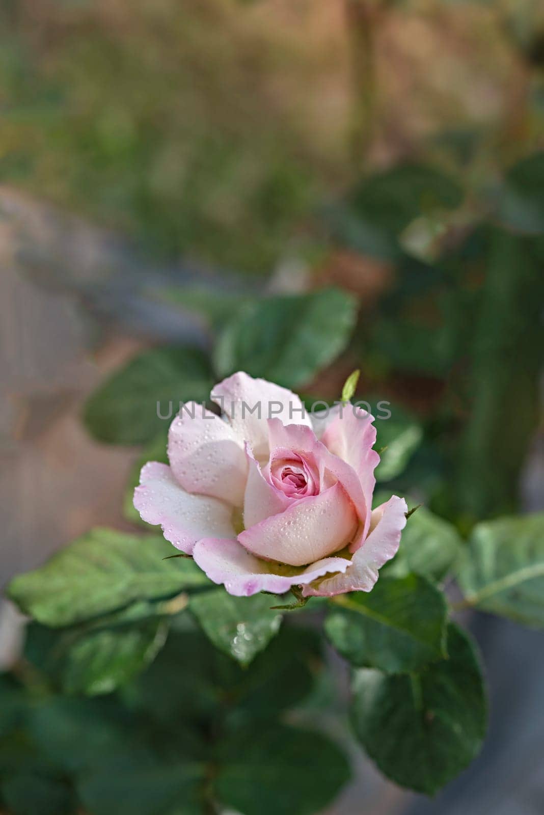 fresh pink rose flower in a garden by rakratchada