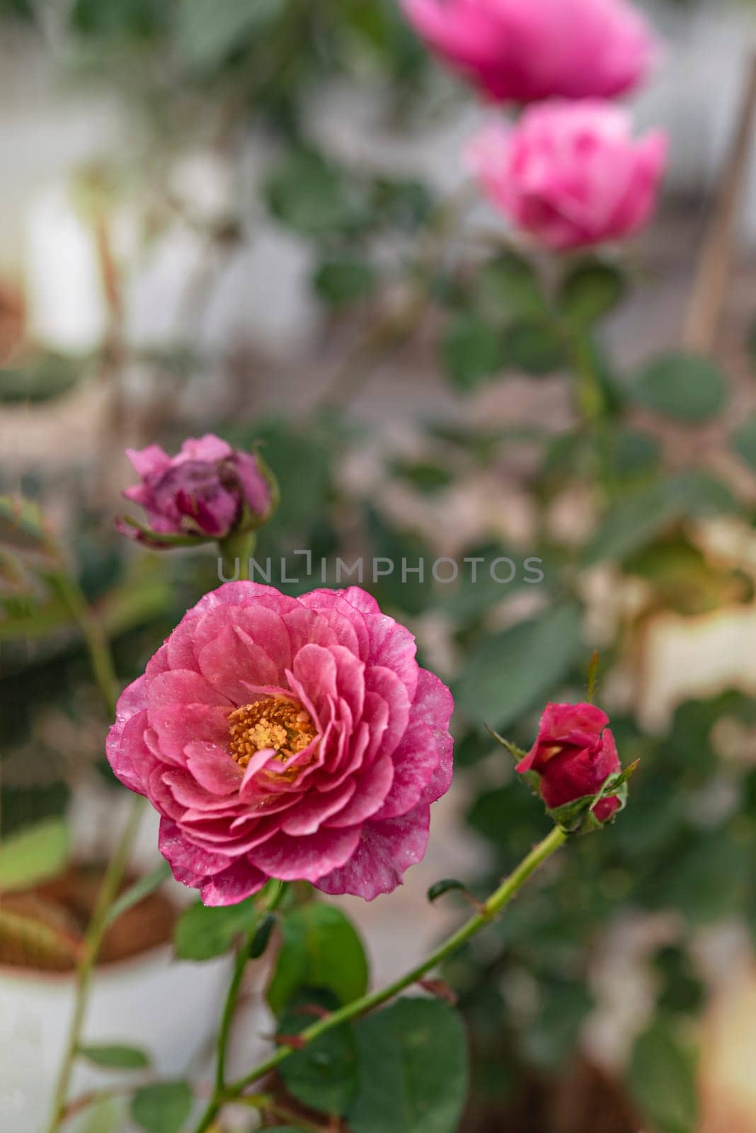 Close up of beautiful fresh pink rose flower in green garden