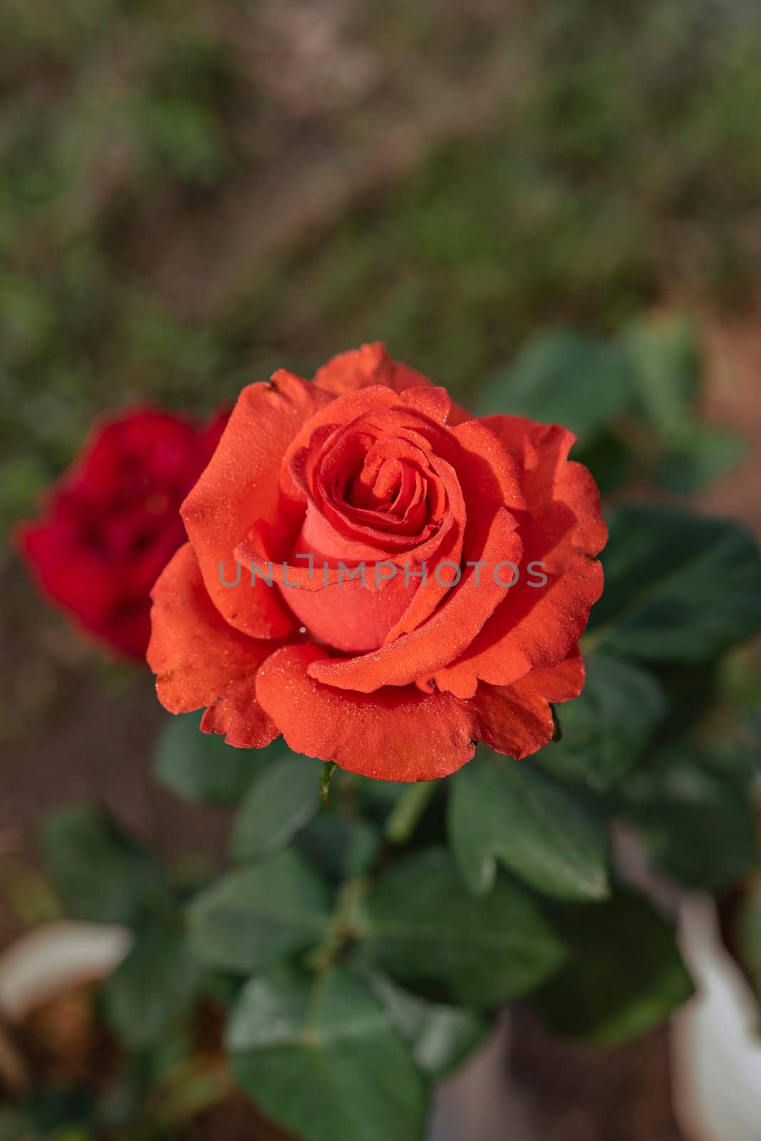 fresh red rose flower in a garden by rakratchada
