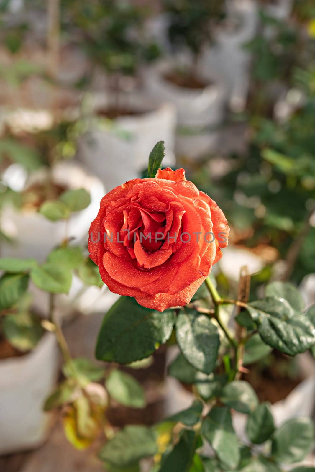 fresh red rose flower in a garden by rakratchada