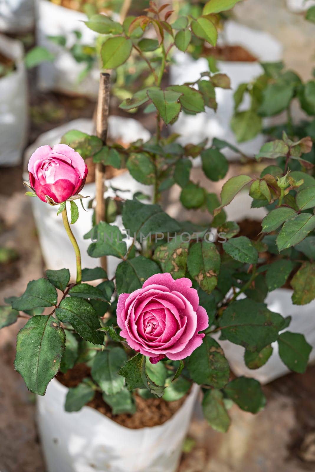 fresh pink rose flower in a garden by rakratchada