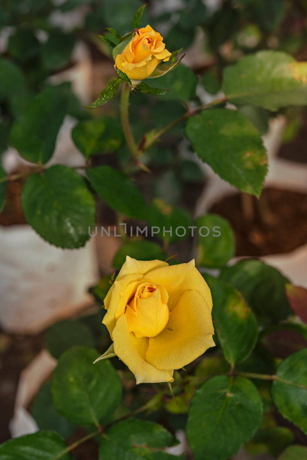 fresh rose flower in a garden by rakratchada