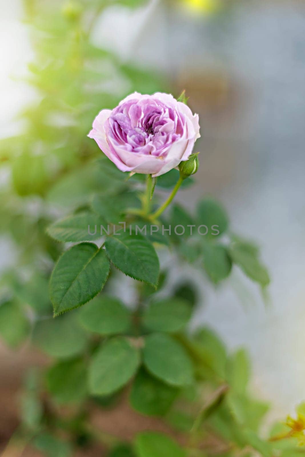 fresh rose flower in a garden by rakratchada