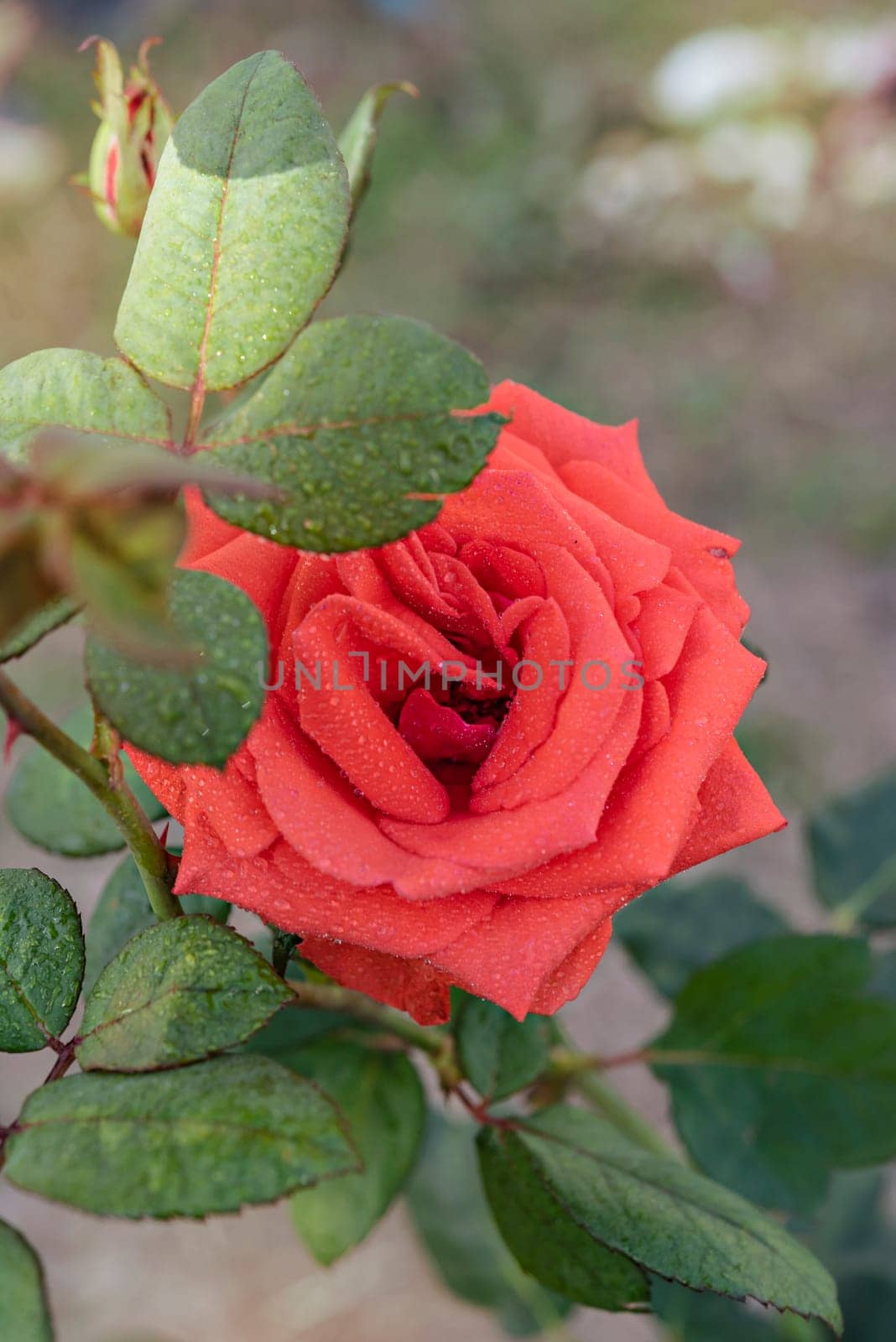 Close up of beautiful fresh red rose flower in green garden