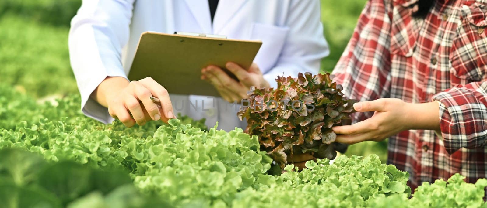 Biologists checking quality, recording the growing of hydroponic vegetable in greenhouse. Business agriculture concept.