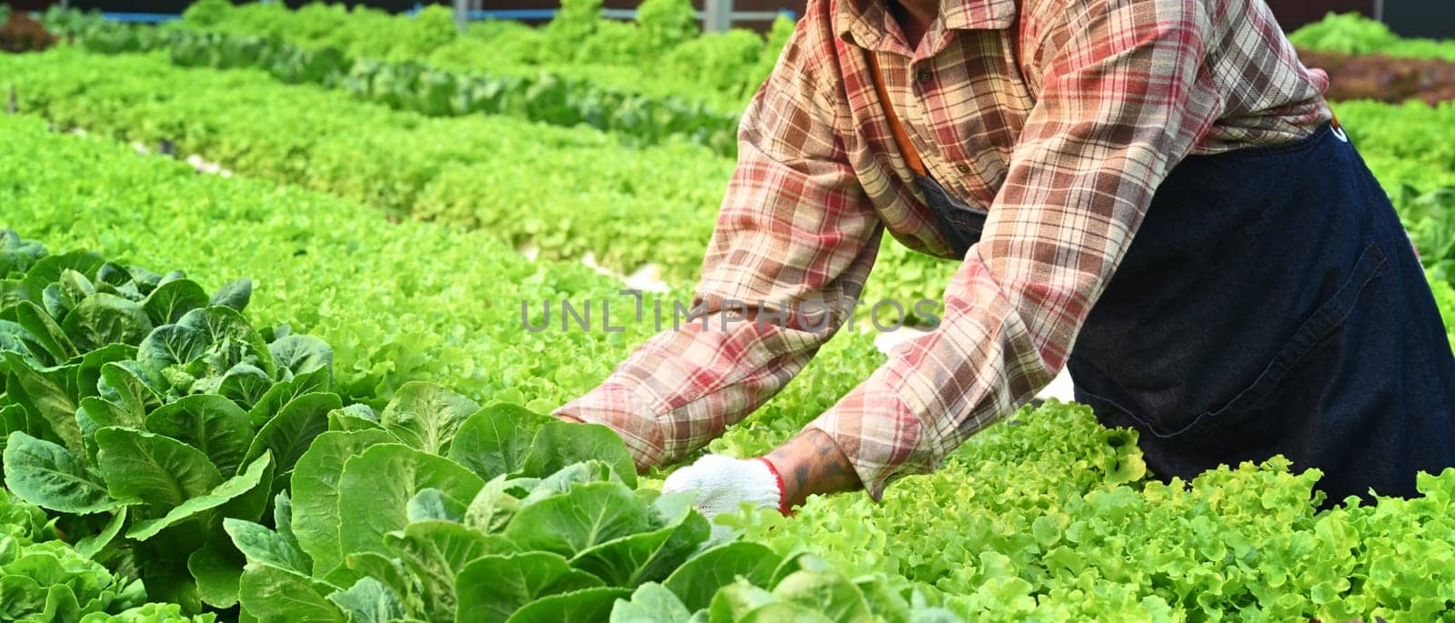 Cropped image of farmer working, arranging, sorting organic vegetables in sunny hydroponic greenhouse.