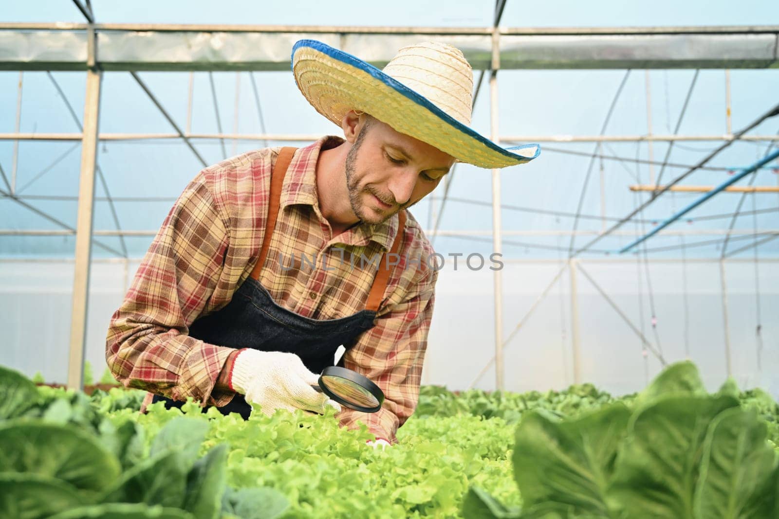 Farmer examining the quality, observing organic vegetable with magnifying glass in hydroponic greenhouse.