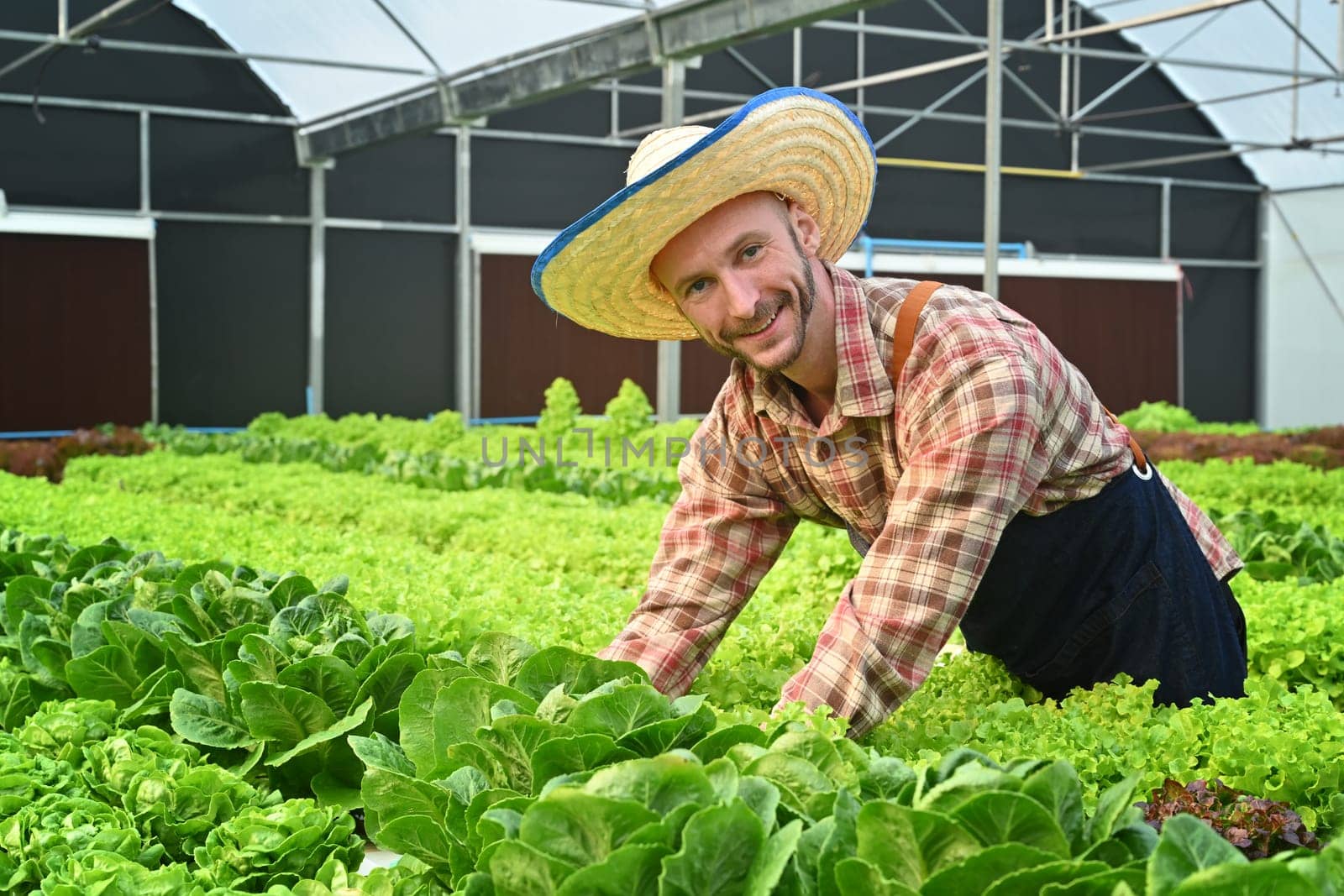 Friendly caucasian framer working, harvesting organic vegetables in the greenhouse. Agro cultivation and small business concept by prathanchorruangsak
