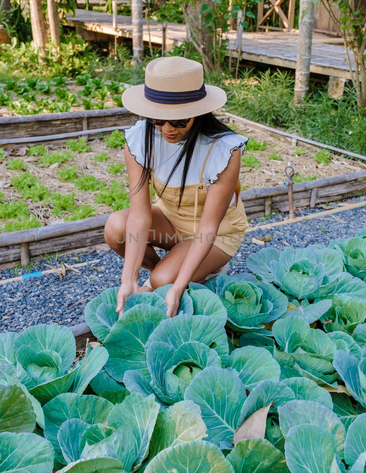 Asian women with cabbage in a Community kitchen garden. Raised garden beds with plants in vegetable garden by fokkebok
