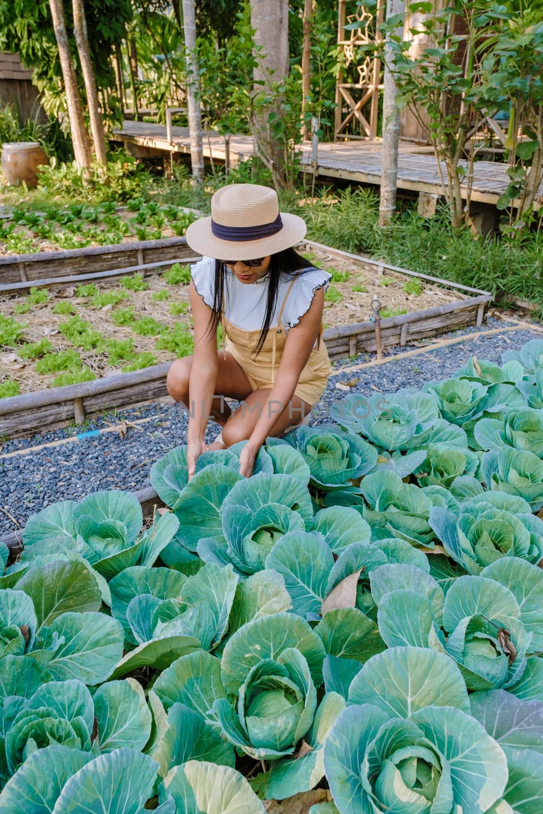 Asian women with cabbage in a Community kitchen garden. Raised garden beds with plants in vegetable garden by fokkebok