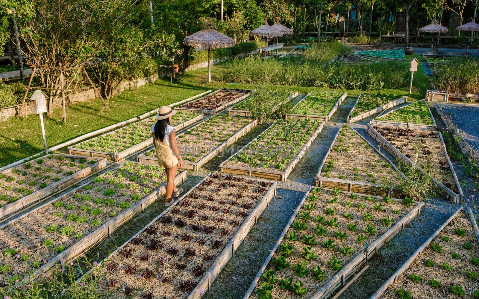 Asian women with saladin a Community kitchen garden. Raised garden beds with plants garden by fokkebok