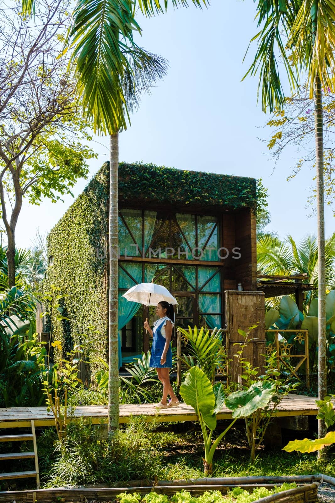 Asian women walk with umbrella at a wooden cottage surrounded by palm trees and a vegetable garden in the countryside. cabin in tropical rainforest