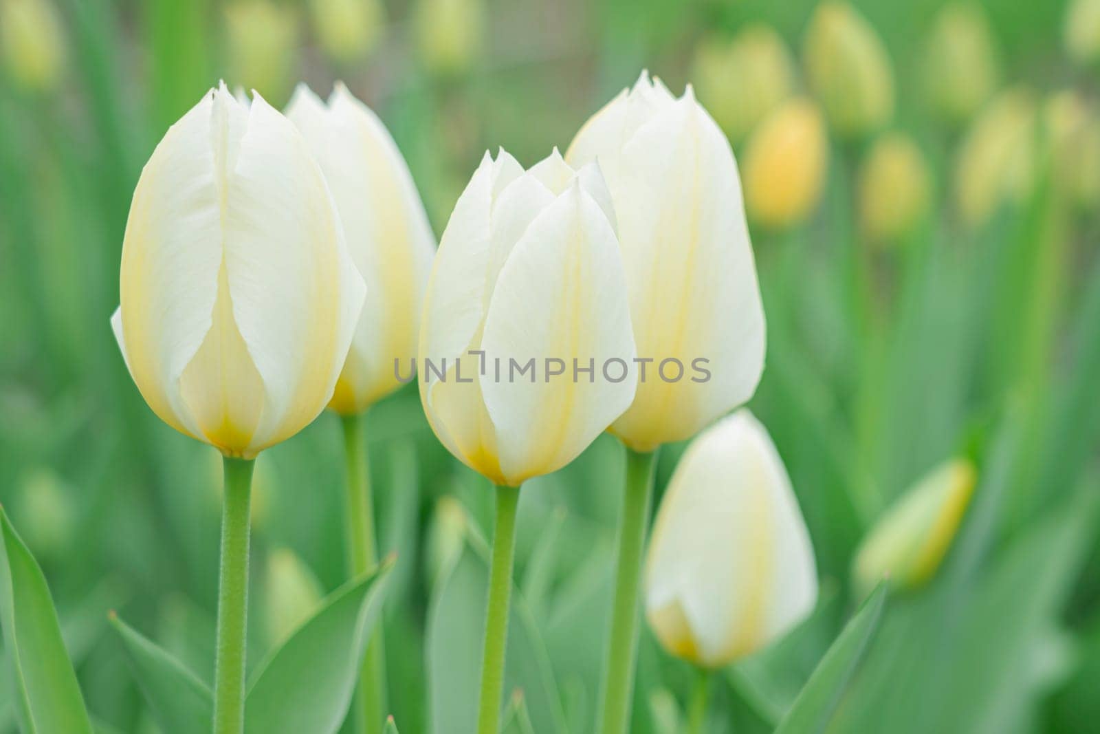 white tulips in the garden. photo