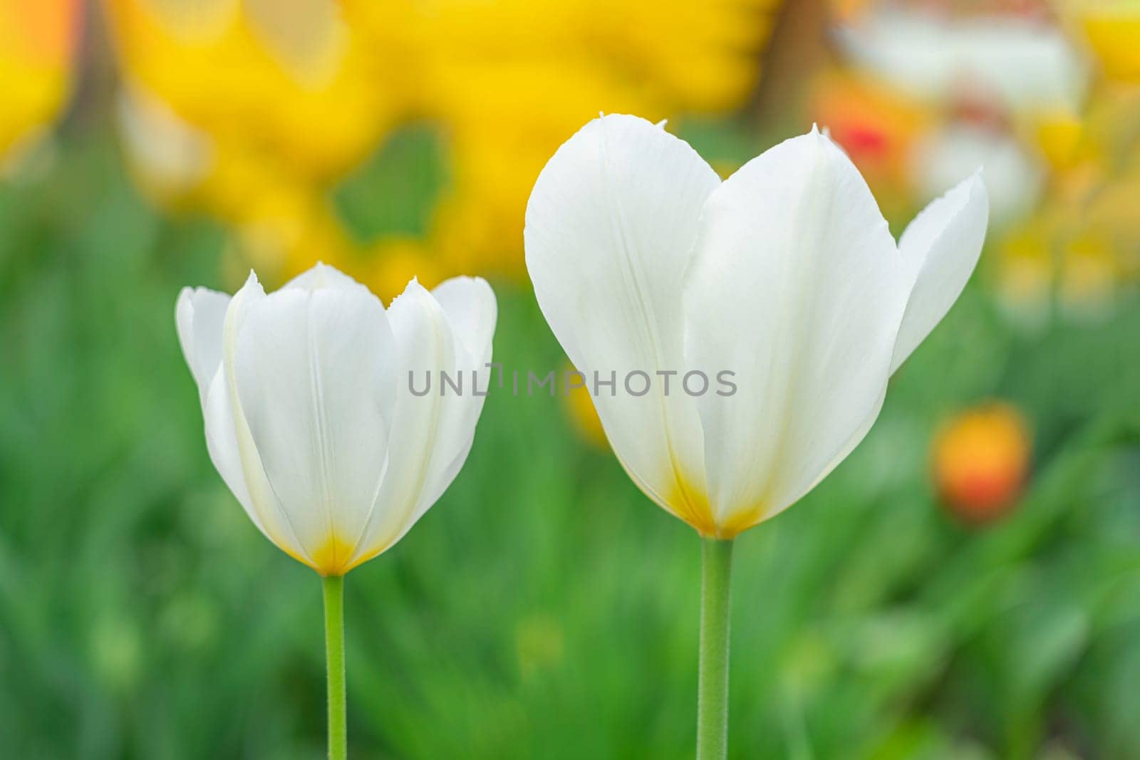 white tulips in the garden on a beautiful background by roman112007