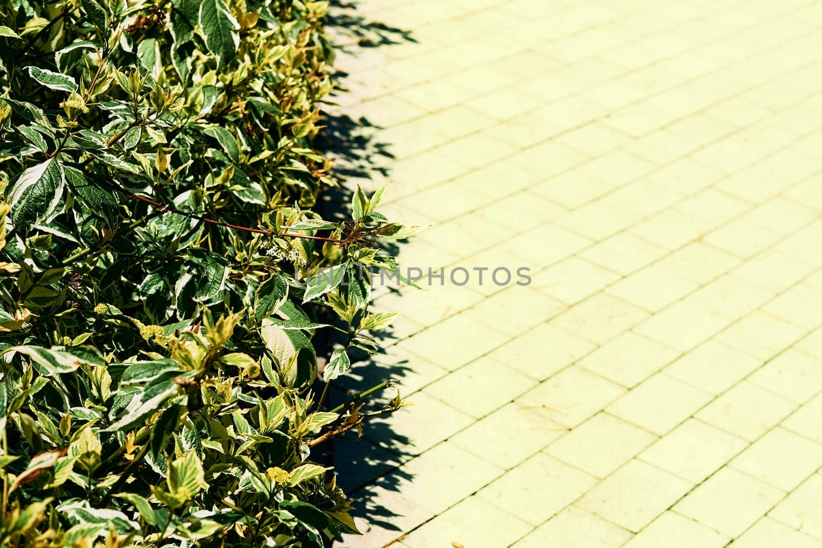 Green lush bushes and space for text on a light olive brick pavement by jovani68