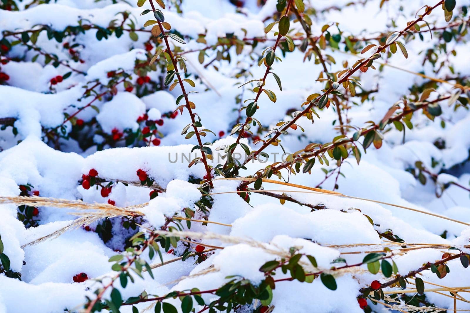 Green viable decorative bushes with red berries covered with snow by jovani68