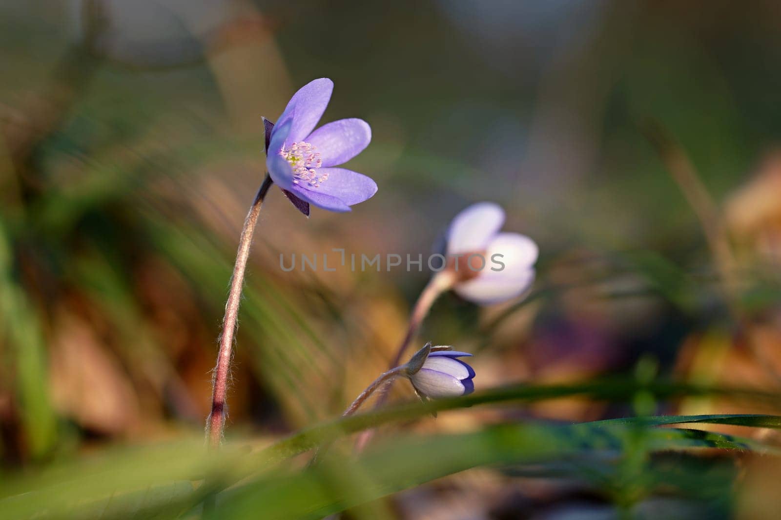 Spring flower. Beautiful blooming first small flowers in the forest. Hepatica. (Hepatica nobilis) by Montypeter