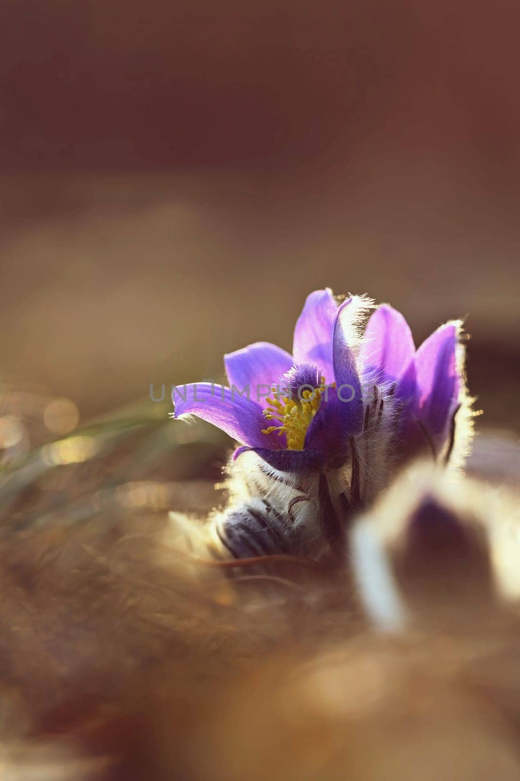 Spring flowers. Beautifully blossoming pasque flower and sun with a natural colored background. (Pulsatilla grandis)