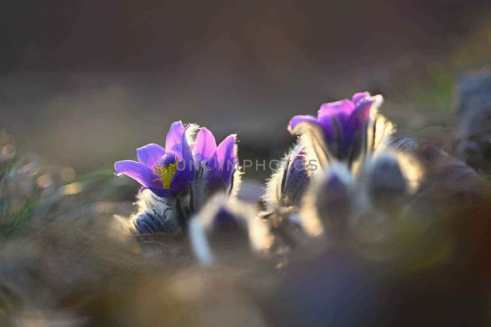 Spring flowers. Beautifully blossoming pasque flower and sun with a natural colored background. (Pulsatilla grandis)