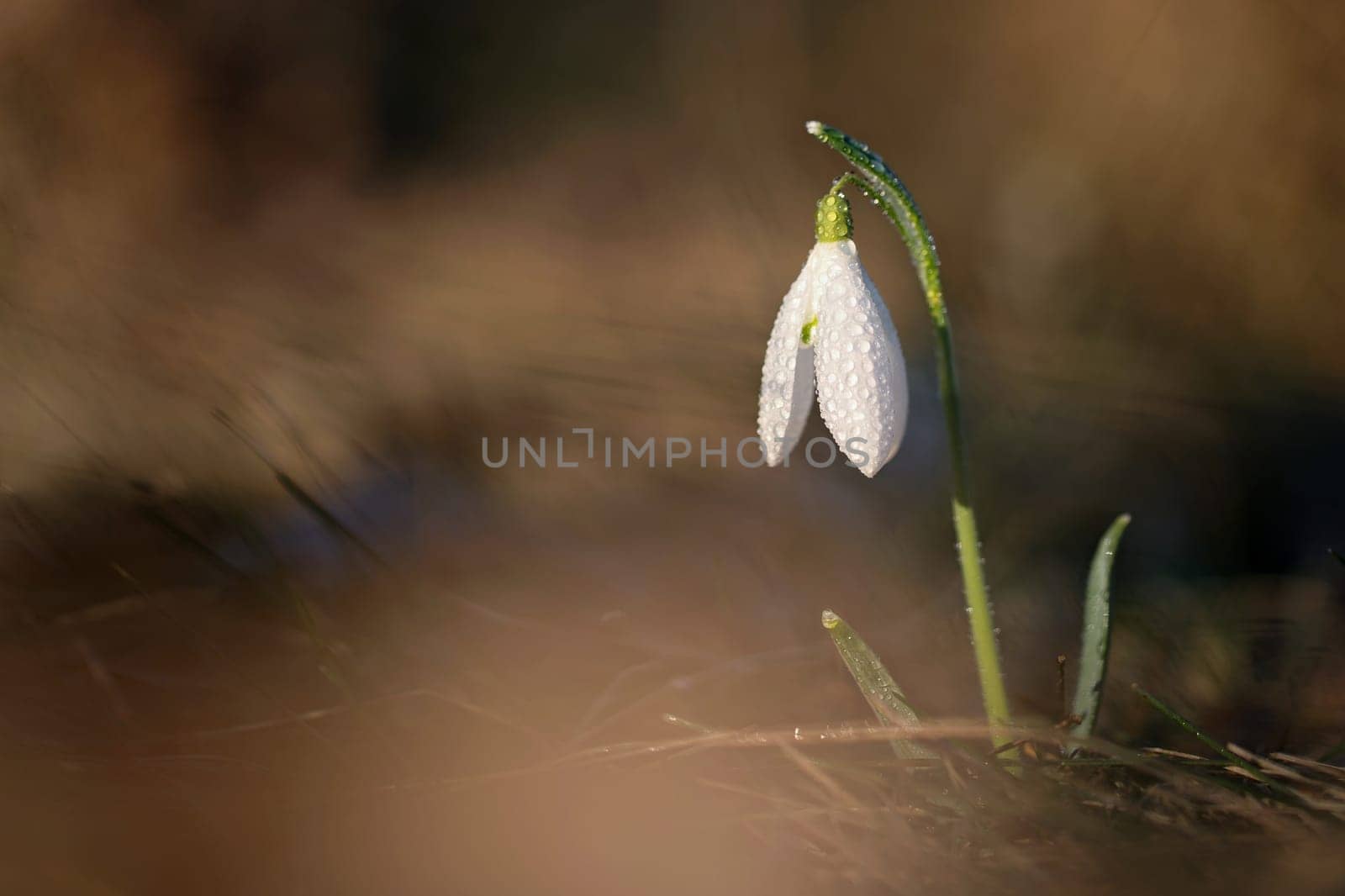 Spring colorful background with flower - plant. Beautiful nature in spring time. Snowdrop (Galanthus nivalis).