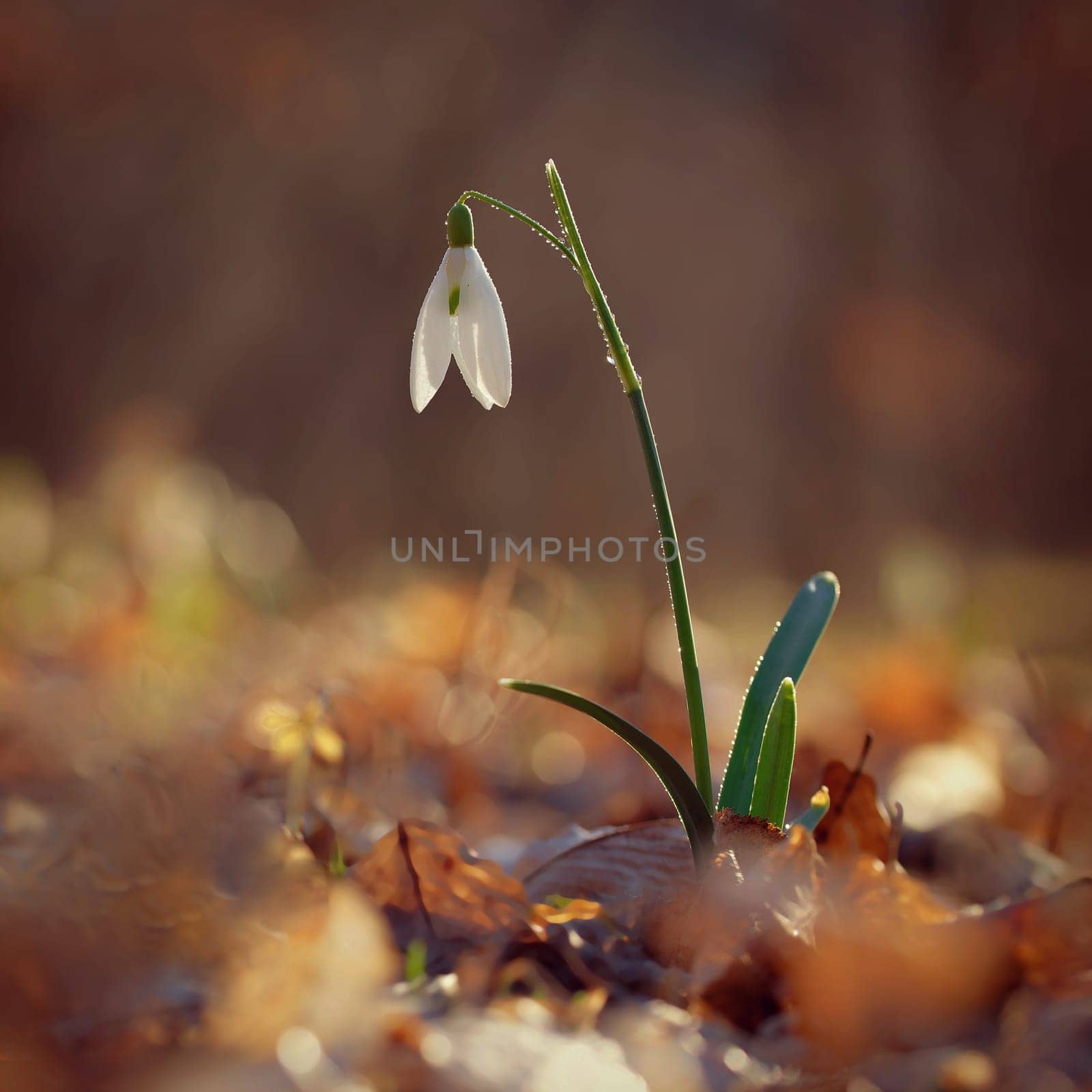 Spring colorful background with flower - plant. Beautiful nature in spring time. Snowdrop (Galanthus nivalis) by Montypeter