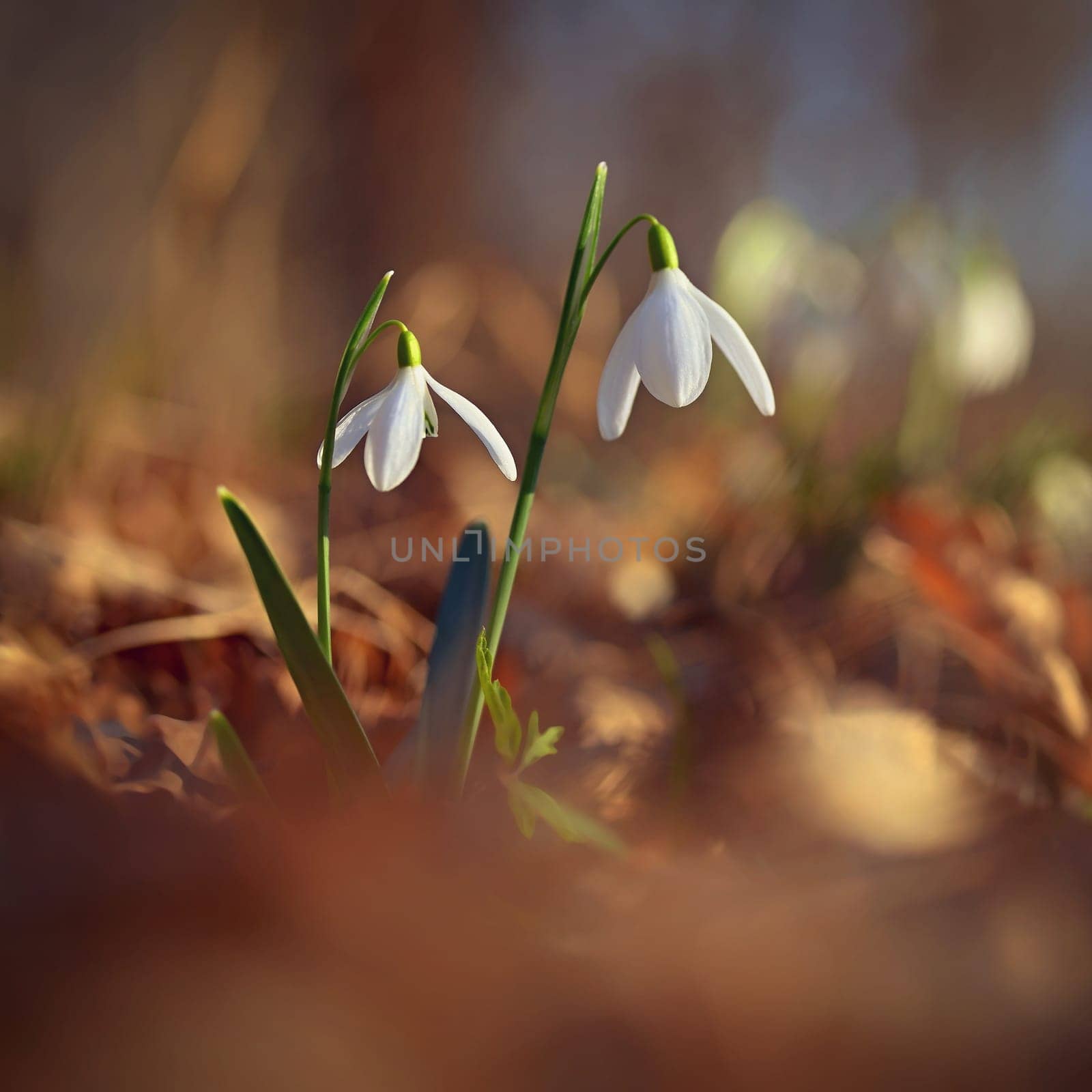 Spring colorful background with flower - plant. Beautiful nature in spring time. Snowdrop (Galanthus nivalis) by Montypeter