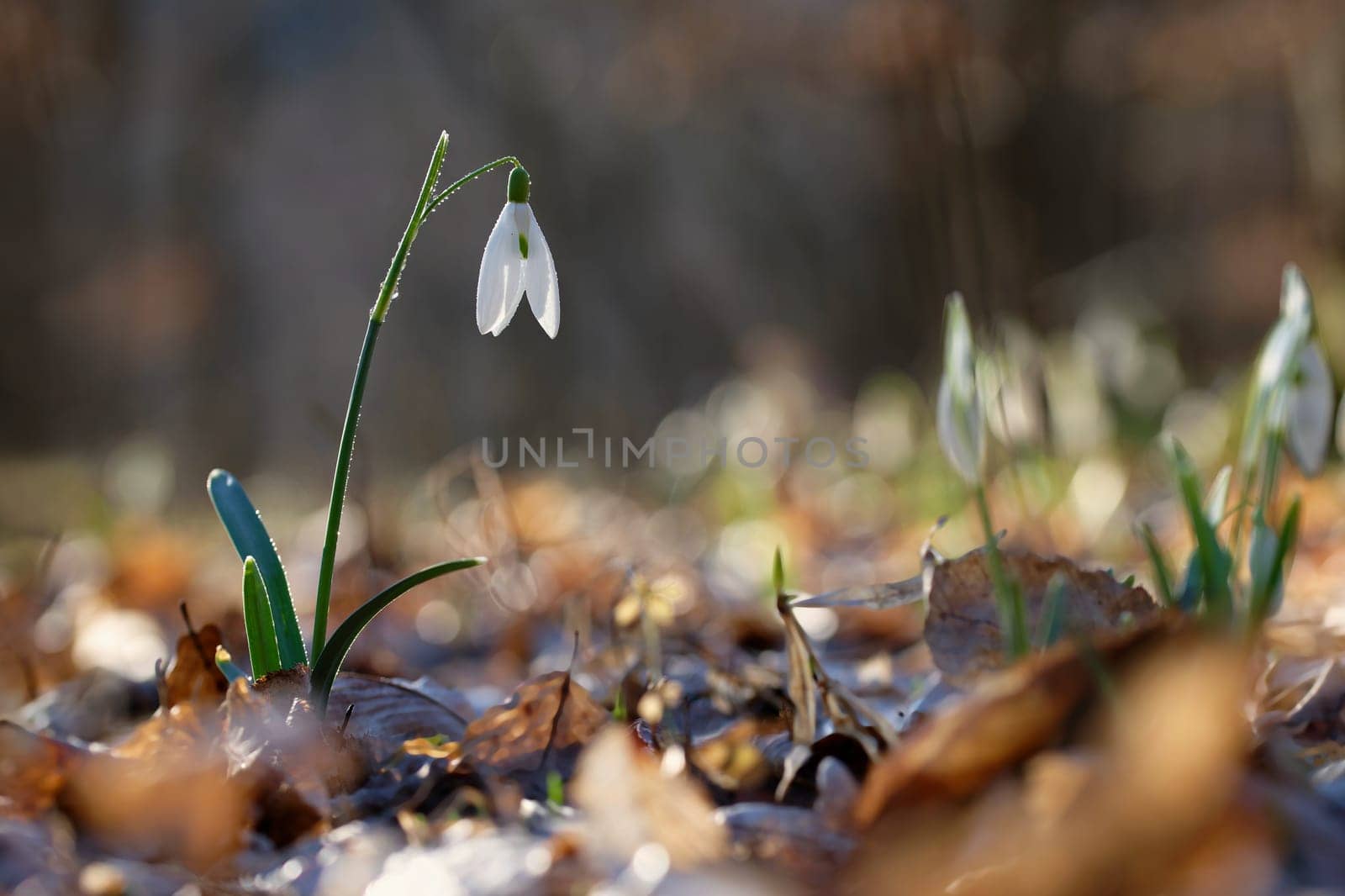 Spring colorful background with flower - plant. Beautiful nature in spring time. Snowdrop (Galanthus nivalis) by Montypeter