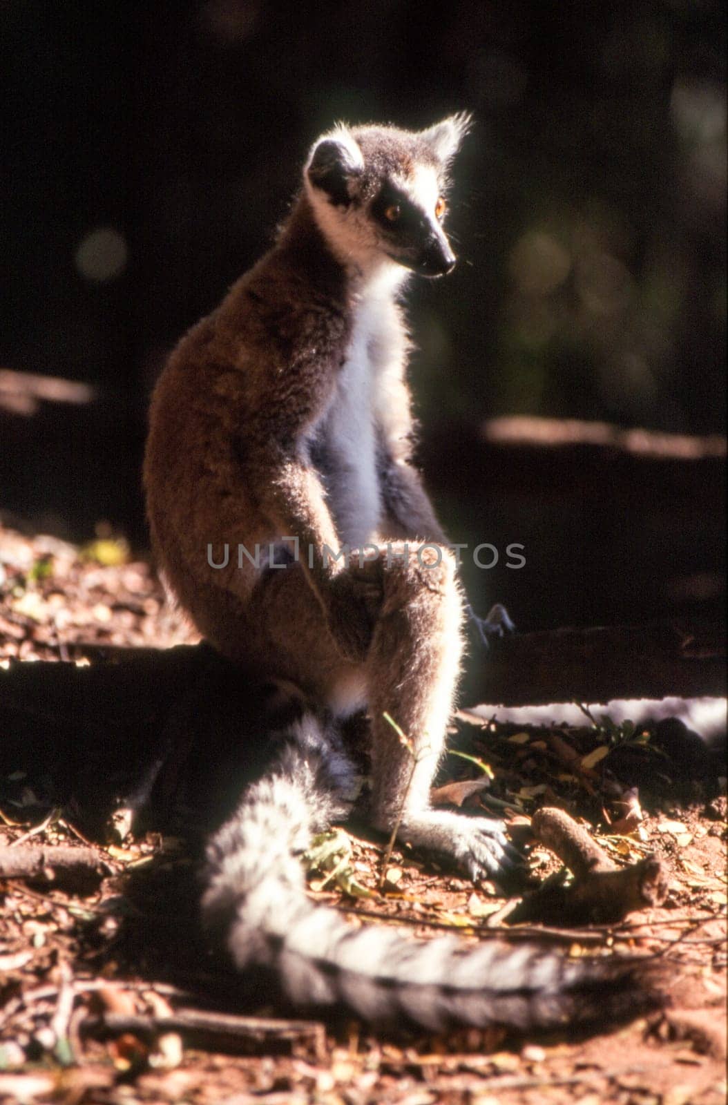 Ring-Tailed Lemur by Giamplume