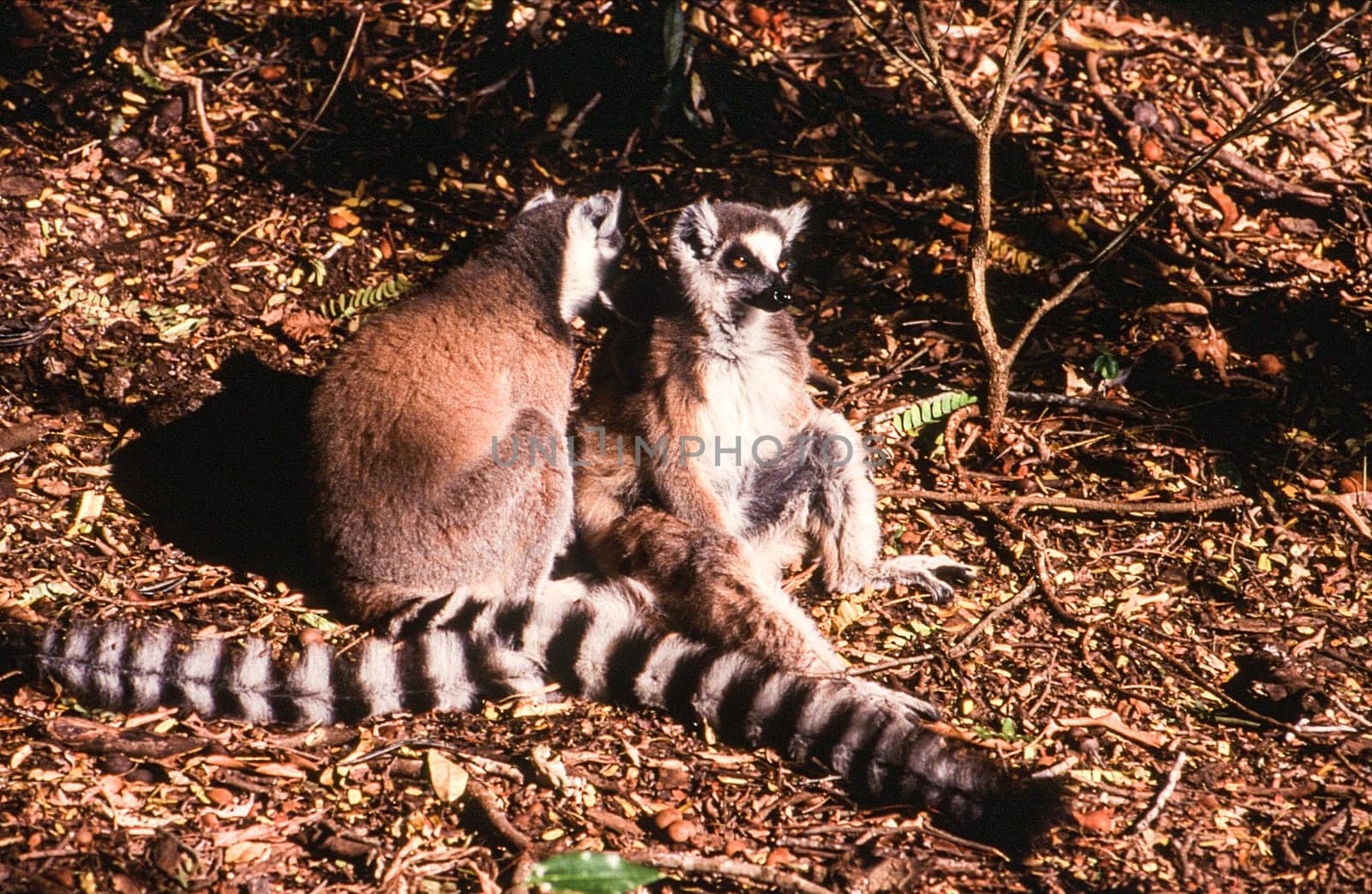 Ring-Tailed Lemur (Lemur catta),  Berenty Private Reserve, Anosy, Madagascar