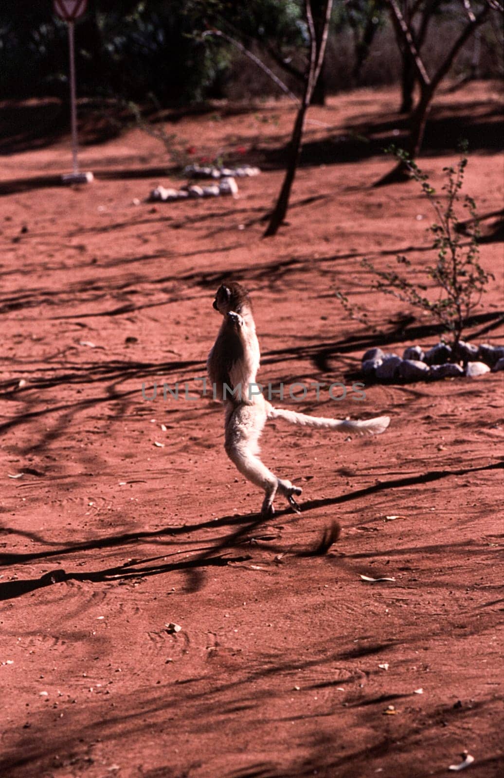 Verreaux's Sifaka Lemur, (Propithecus verreauxi), Berenty Private Reserve, Anosy, Madagascar