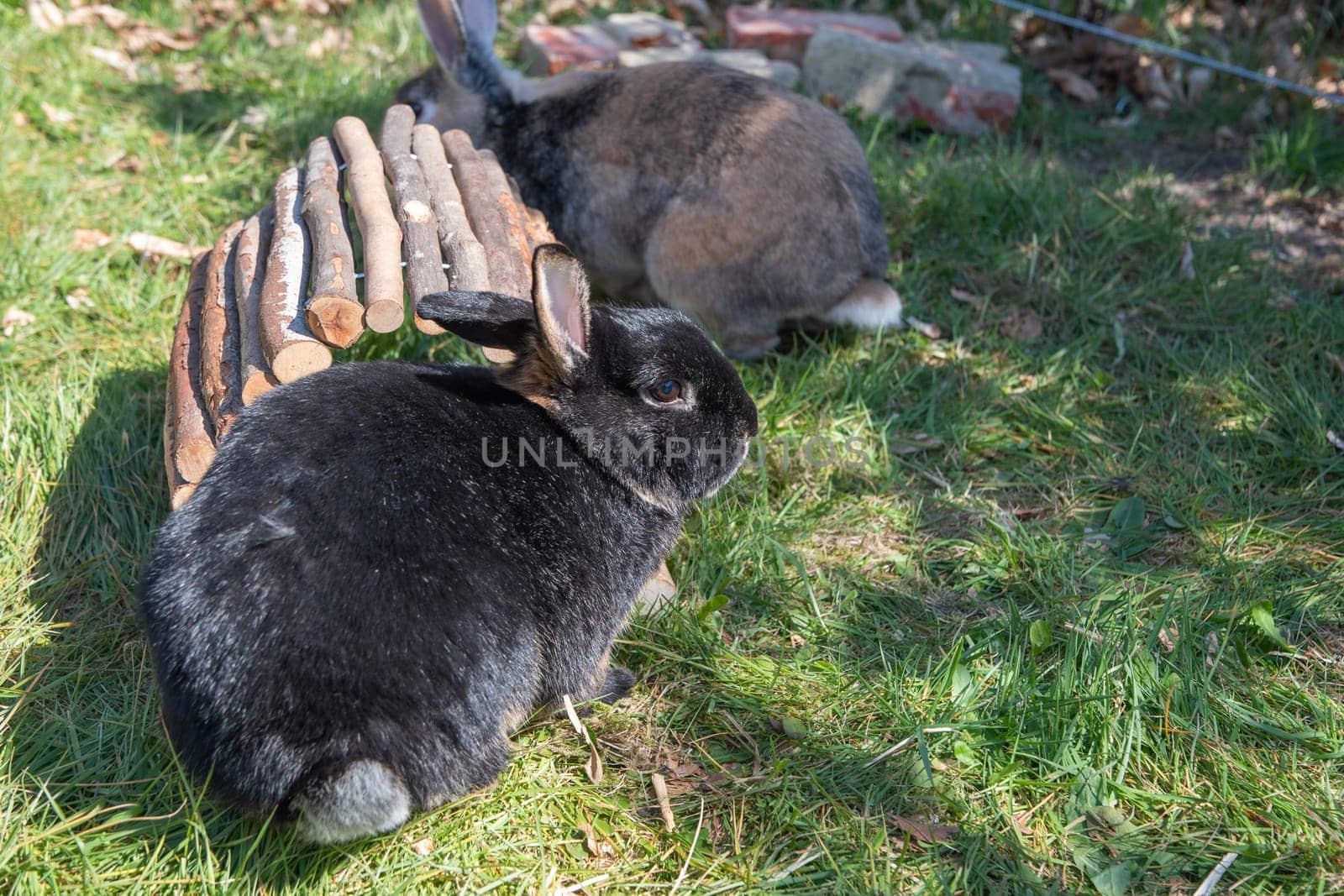 cute brown rabbits walk in the garden on the green grass behind the wire fence. High quality photo